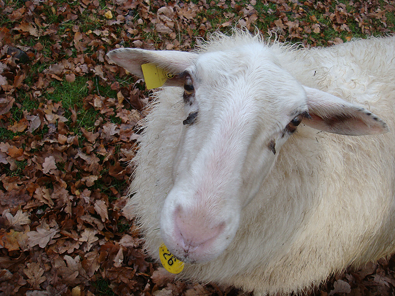 20091116_sheep.jpg