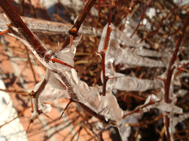 P-20091217.frost.jpg