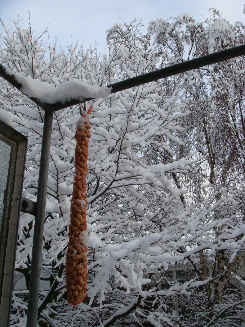 P-201010.winter.tree.jpg