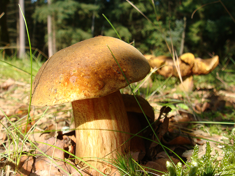 brown_mushroom.jpg