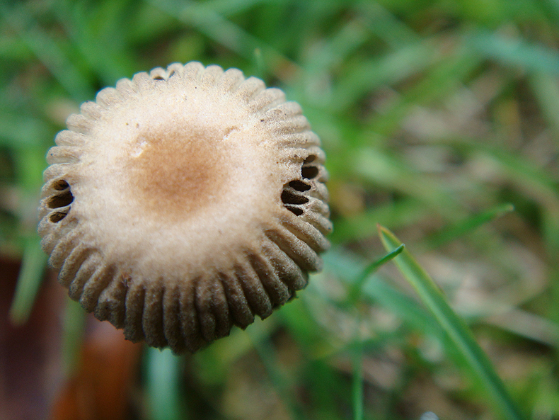 mushroom_super_little.jpg