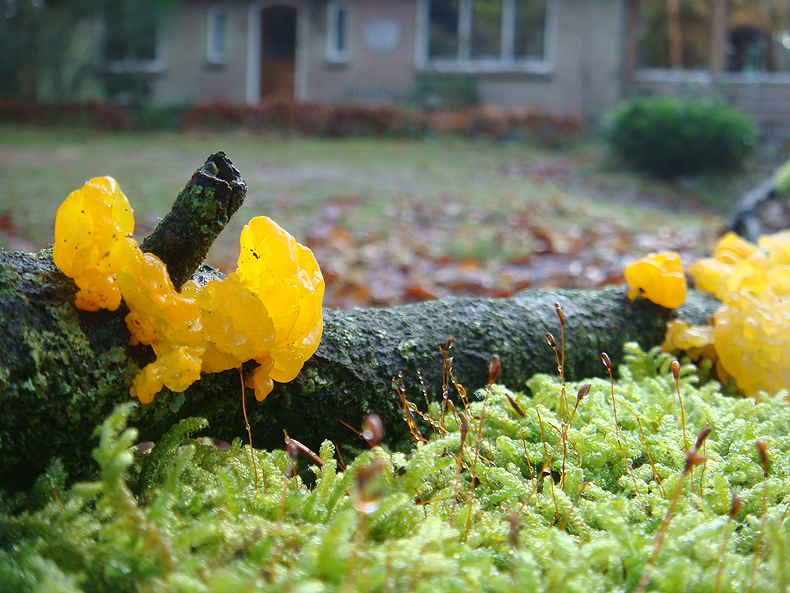mushroom_yellow.jpg