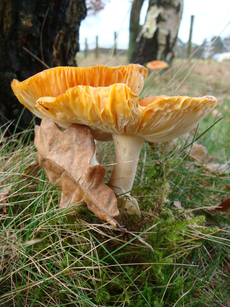 mushroom_yellow24.jpg