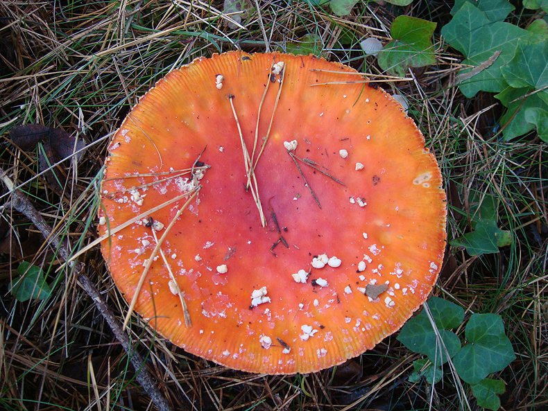red_mushroom3.jpg