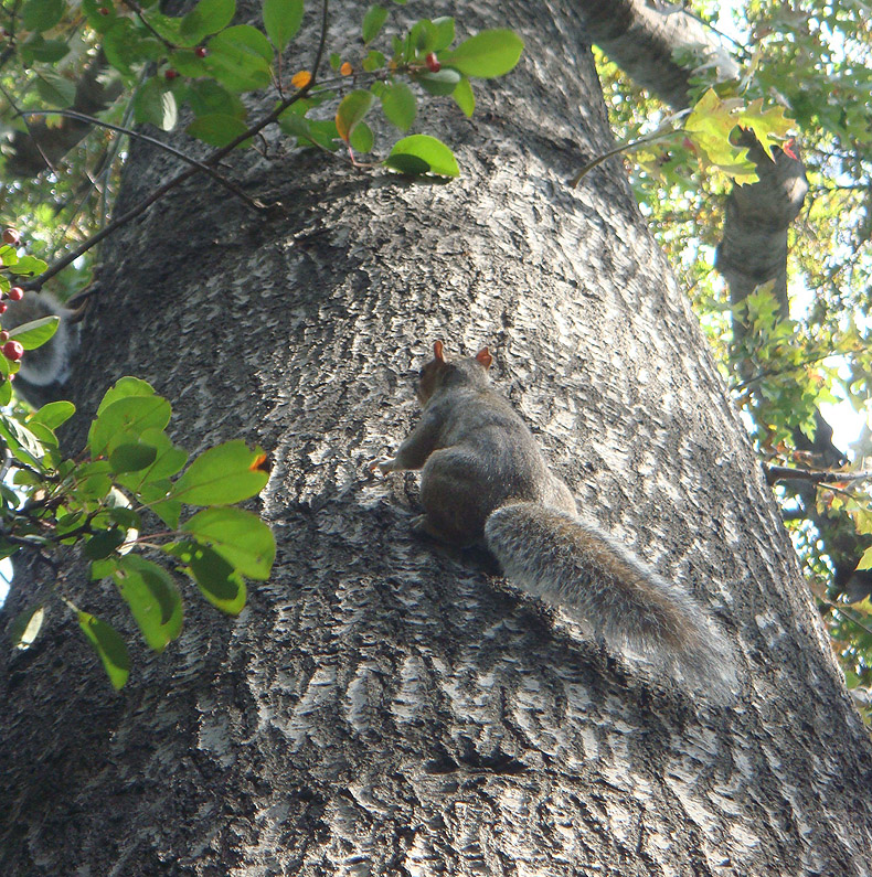 squirl_centralpark.jpg