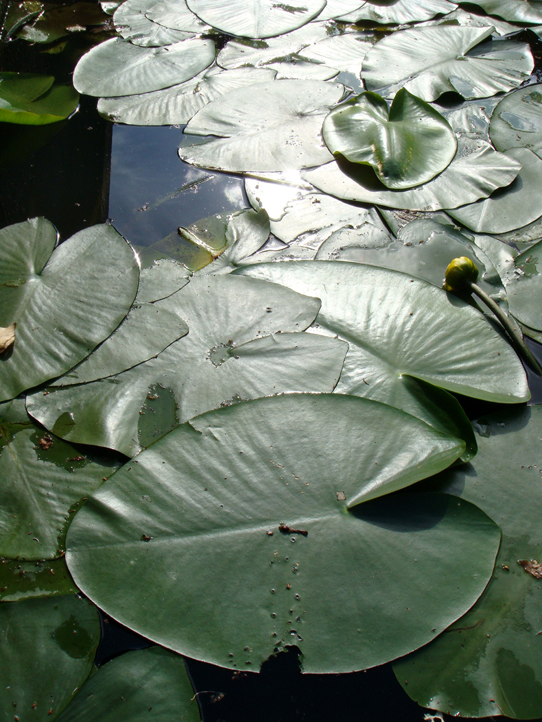 water_lily_leaves.jpg